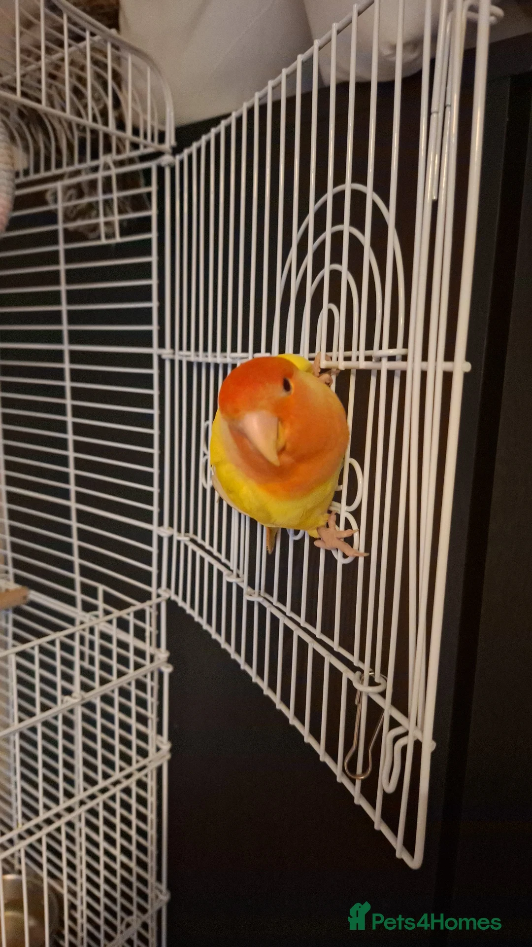 Lovebirds birds for sale: Lovebird for sale to good home  in Larkhall - Advert 1