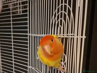 Lovebirds birds Lovebird for sale to good home - Advert 2