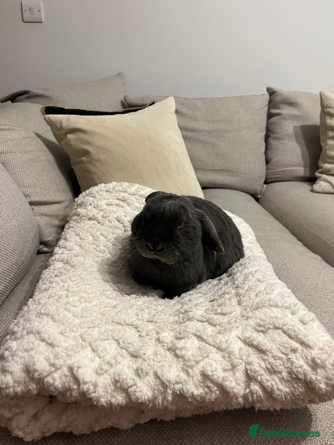 Mini Lop rabbits for sale: 🐰 Ernie the Bunny- looking for a loving new home  - Image 13