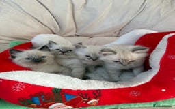 Ragdoll cats for sale: Stunning litter of ragdoll kittens  - Advert 1