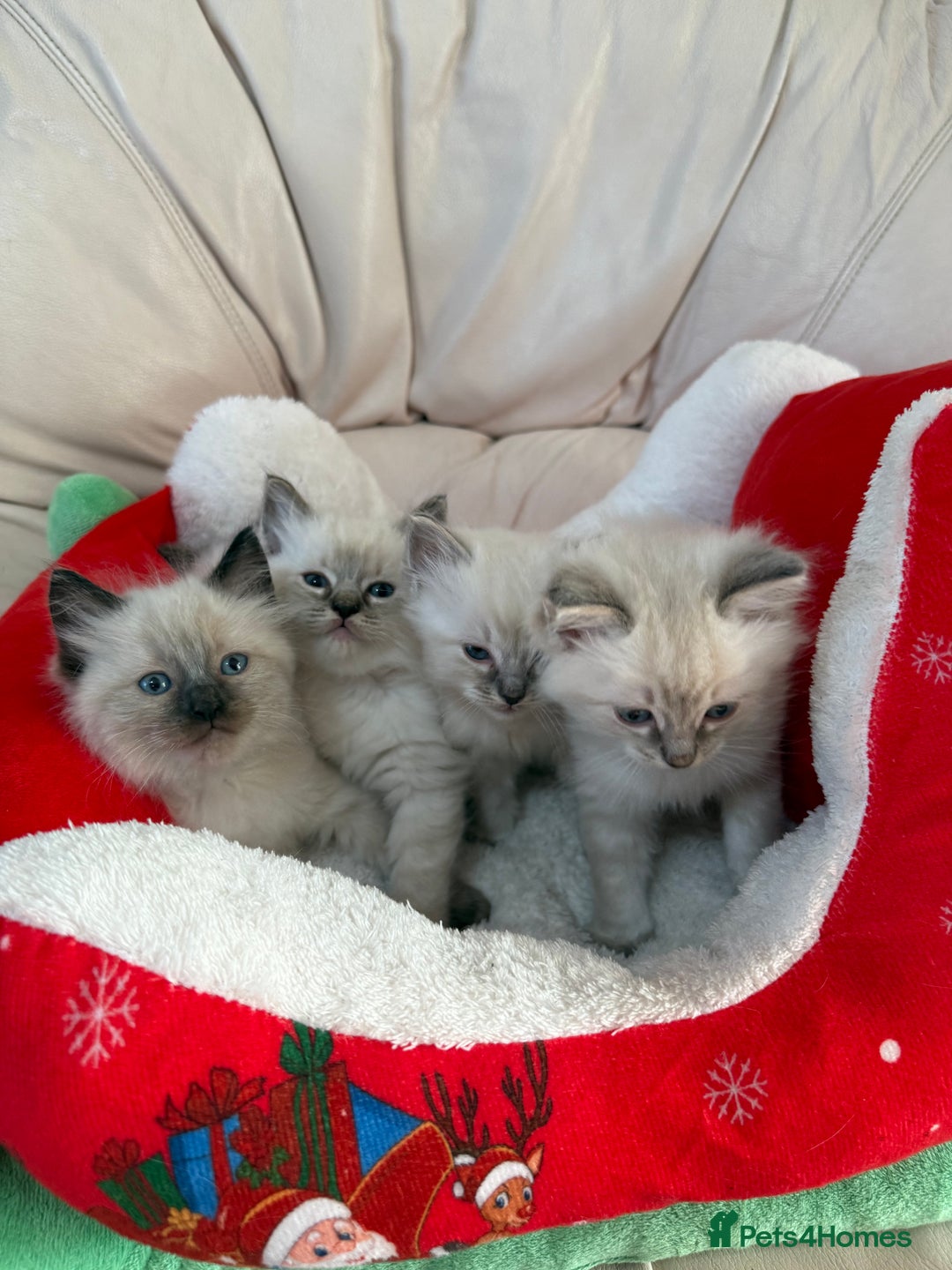 Ragdoll cats for sale: Stunning litter of ragdoll kittens  - Advert 1