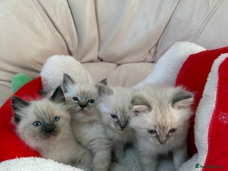 Ragdoll cats Stunning litter of ragdoll kittens - Advert 15