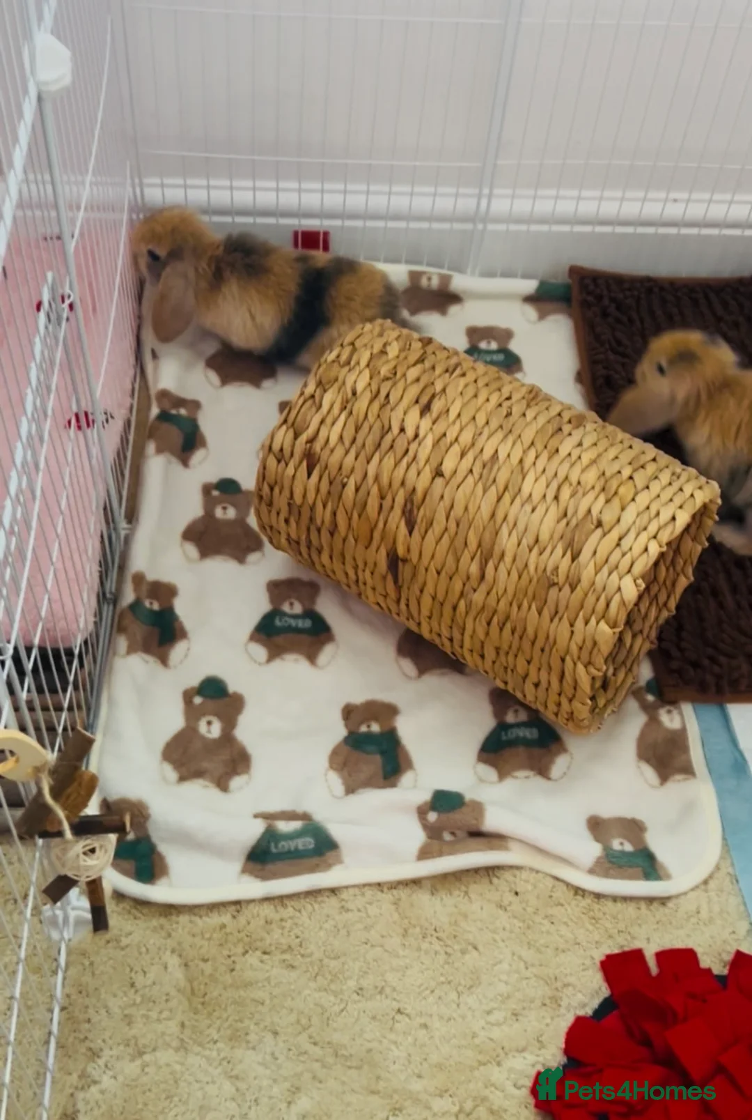 Mini Lop rabbits for sale: Beautiful Mini Lop, Bonded Sisters in Newcastle upon Tyne - Advert 2