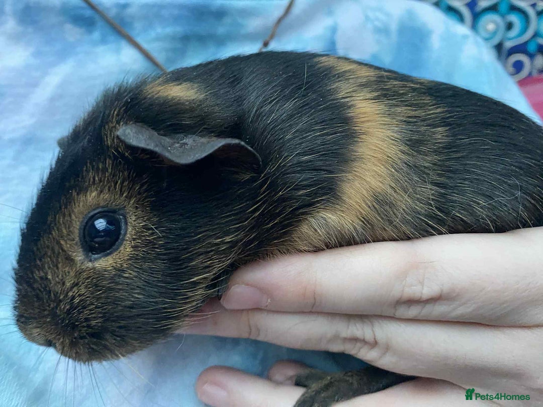 Guinea Pig rodents for sale: Female / sow guinea pigs for sale - Advert 5