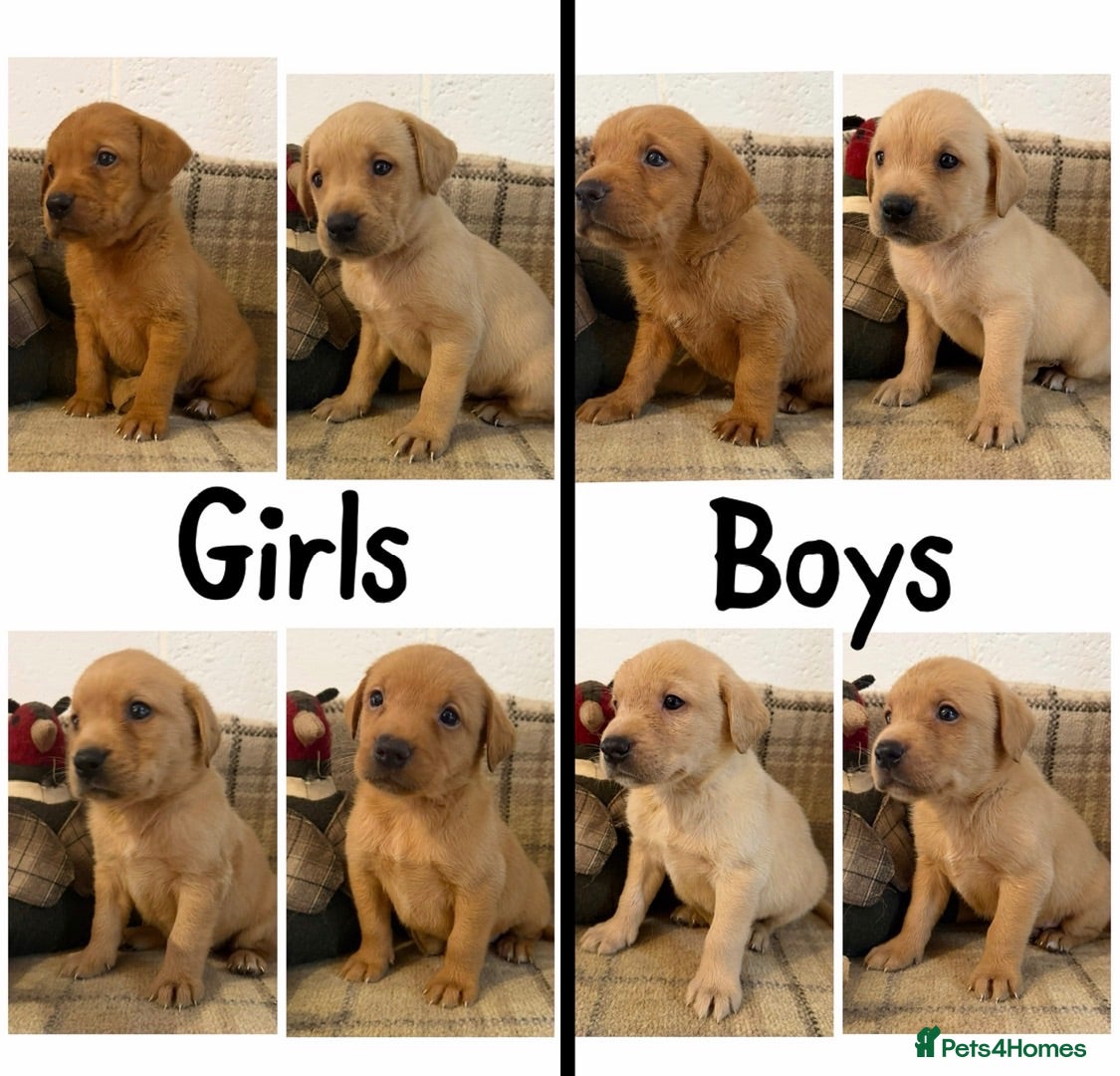 Labrador Retriever dogs Stunning KC Lab pups, health tested&many FTCH/Ws - Advert 1