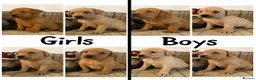 Labrador Retriever dogs for sale: *READY NOW* Stunning KC girls, tested&many FTCH/Ws - Advert 18