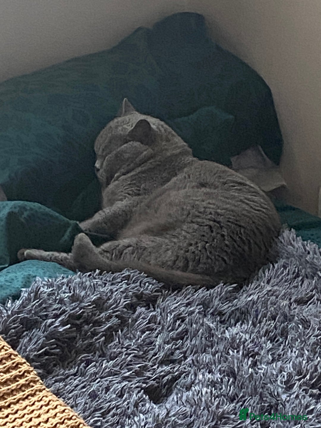 British Shorthair cats for sale: British blue BSH  - Image 8