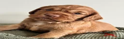 Cocker Spaniel dogs for sale: Working cocker Spaniel Puppies - Advert 6