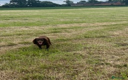 Cocker Spaniel dogs for stud: working Cocker stud in Ashbourne - Image 4