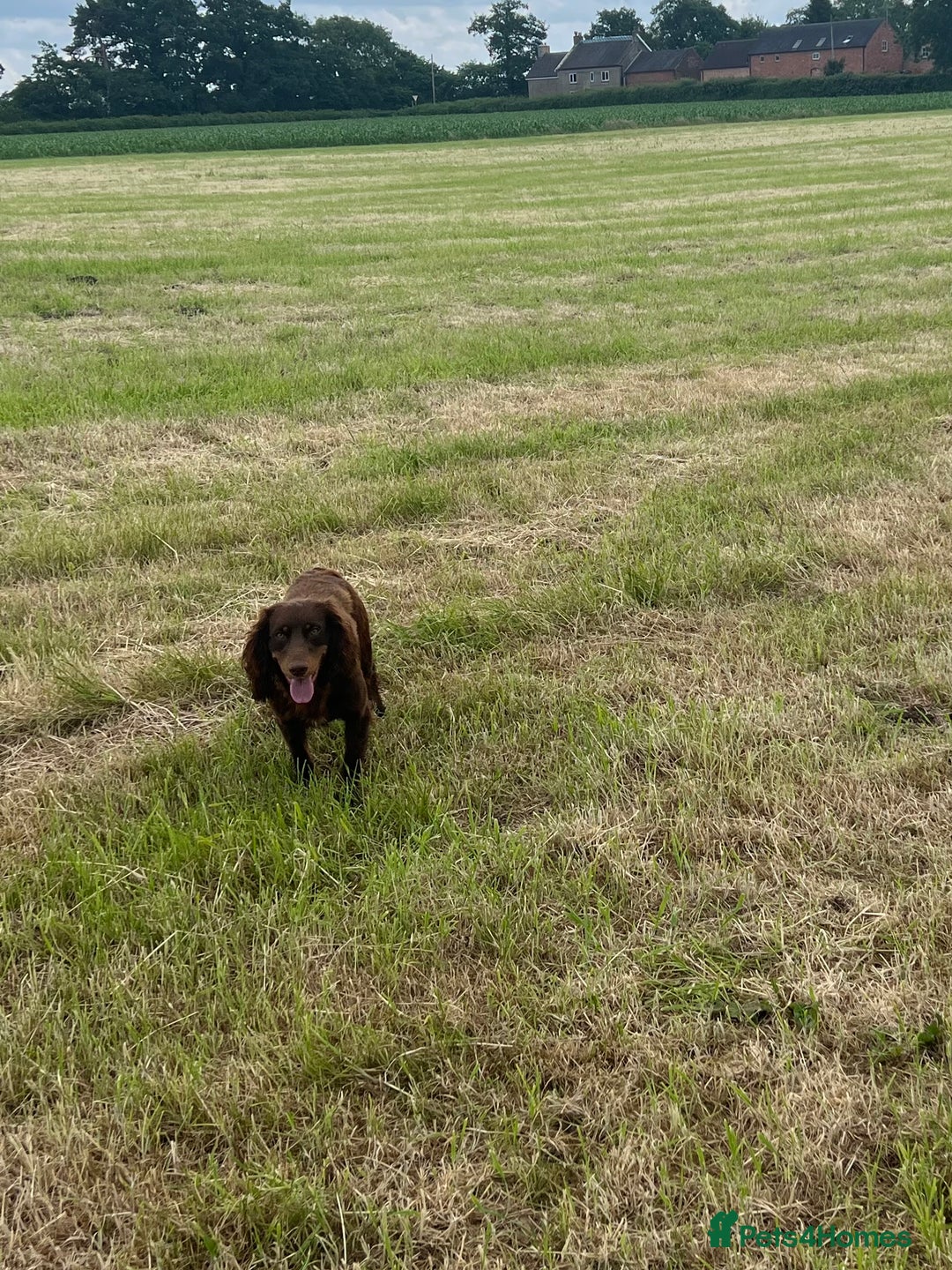 Cocker Spaniel dogs for stud: working Cocker stud in Ashbourne - Image 4