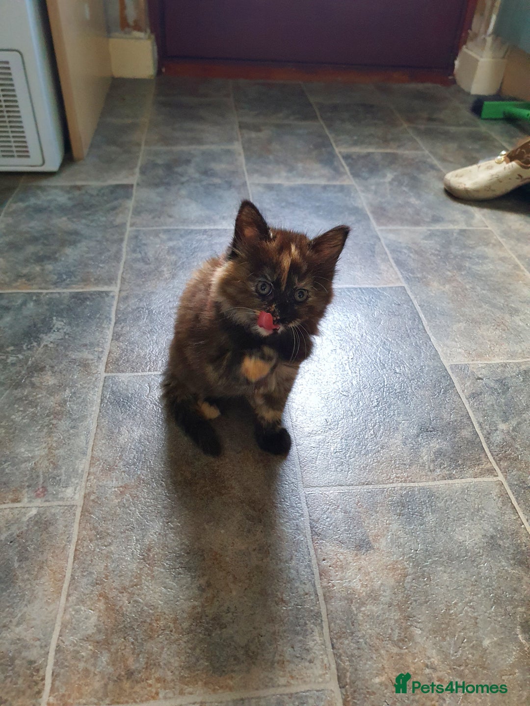 Mixed Breed cats for sale: Kittens for sale  - Image 7