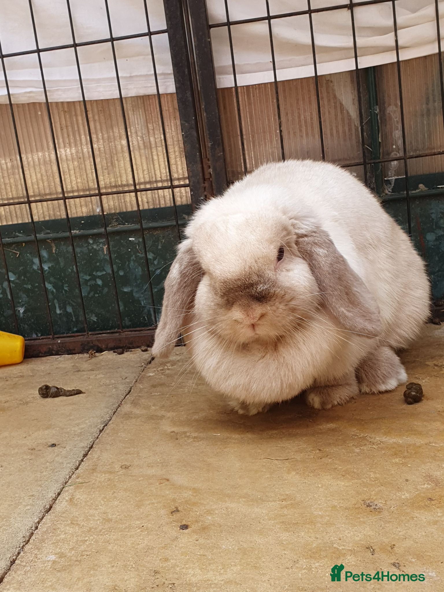 Mini Lop rabbits Spayed/neutered rabbits for adoption Vac rhd2 - Advert 2