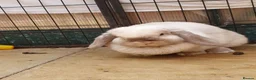 Mini Lop rabbits for sale: Spayed/neutered rabbits for adoption Vac rhd2 - Advert 12