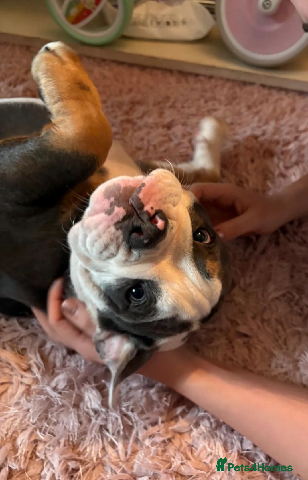 Olde English Bulldogge dogs for sale: 5th generation Olde English bulldogge - 10 months - Advert 1