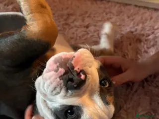 Olde English Bulldogge dogs 5th generation Olde English bulldogge - 8 months - Advert 5