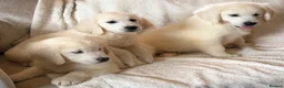 Golden Retriever dogs for sale: Super, chunky cream Goldie pups - Advert 11