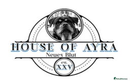 Rottweiler dogs for sale: Elite German Bloodline Rottweiller Puppies - Image 1