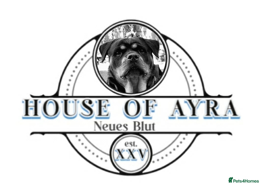 Rottweiler dogs for sale: Elite German Bloodline Rottweiller Puppies - Image 1
