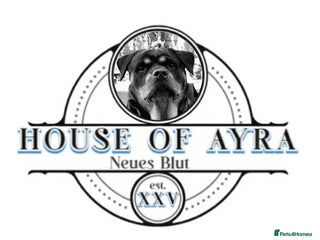 Rottweiler dogs - Advert 1