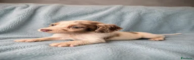 Cocker Spaniel 5