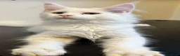 Maine Coon cats for sale: READY TO LEAVE Top quality Maine coon kittens - Advert 6