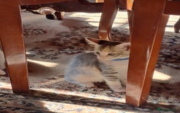 Mixed Breed cats for sale: Gorgeous Kittens - Image 7