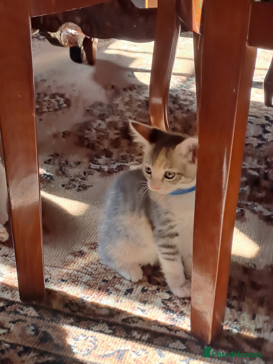 Mixed Breed cats for sale: Gorgeous Kittens - Image 7