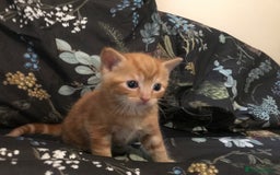 British Shorthair cats for sale: Looking for there forever homes  - Image 4