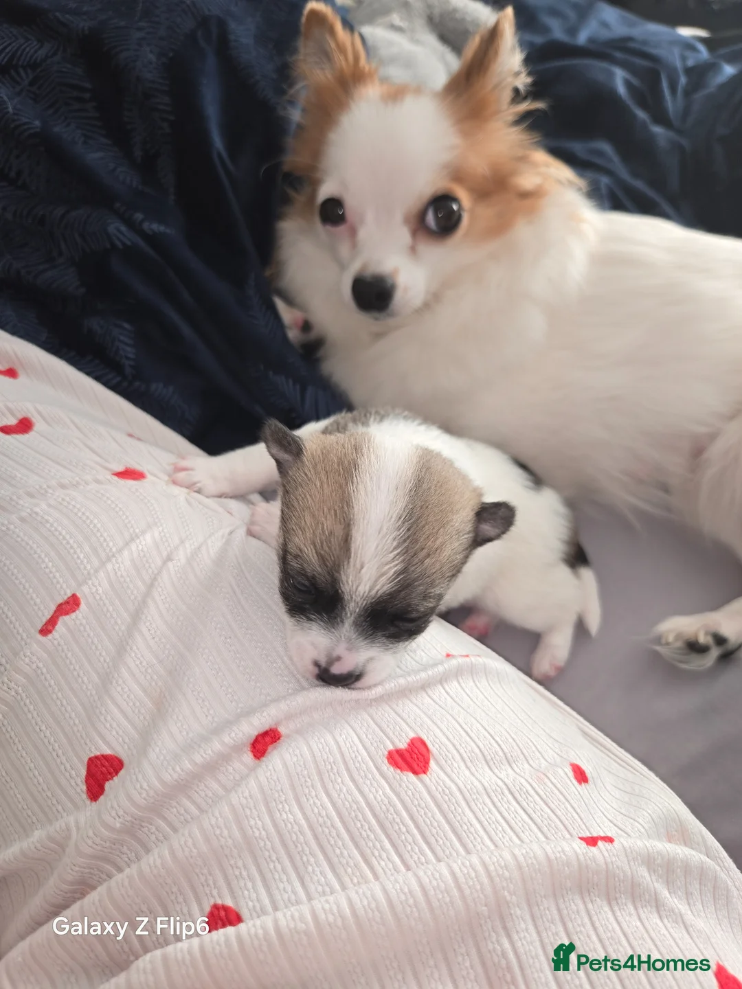 Chihuahua dogs for sale: Male chihuahua  in Huntingdon - Advert 1