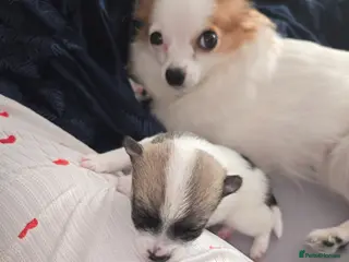 Chihuahua dogs Male chihuahua - Advert 1