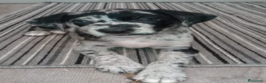 Red Collar- Blue Merle tricolour