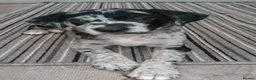 Mixed Breed dogs for sale: Border Collie- Blue Merle x Hungarian Vizsla  - Advert 21