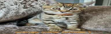 Mixed Breed Kitten 4 brown tabby female