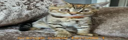 Mixed Breed cats for sale: Kittens x British blue shorthair crossed - Advert 6