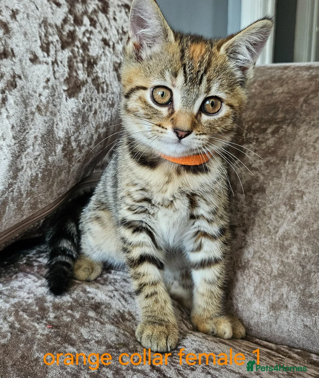 Mixed Breed cats for sale: Kittens x British blue shorthair crossed - Advert 6