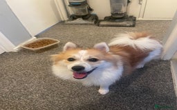 German Spitz dogs for sale: 🐾 10-Month-Old German Spitz Puppy - Image 3