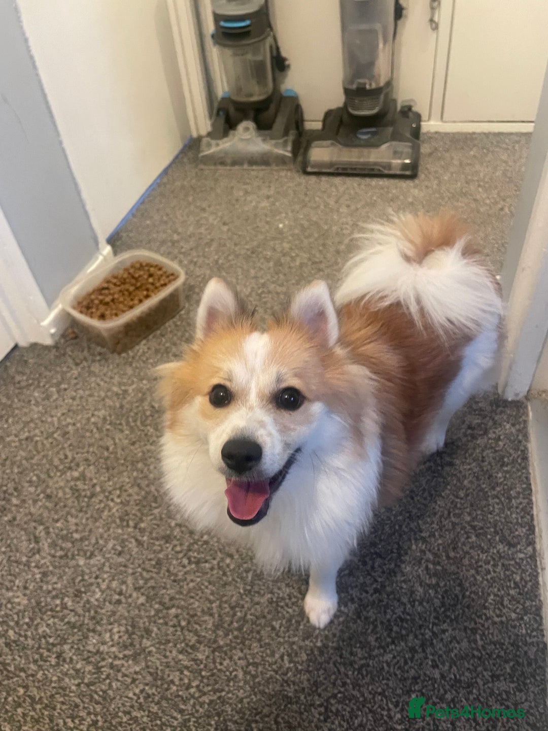 German Spitz dogs for sale: 🐾 10-Month-Old German Spitz Puppy - Image 3