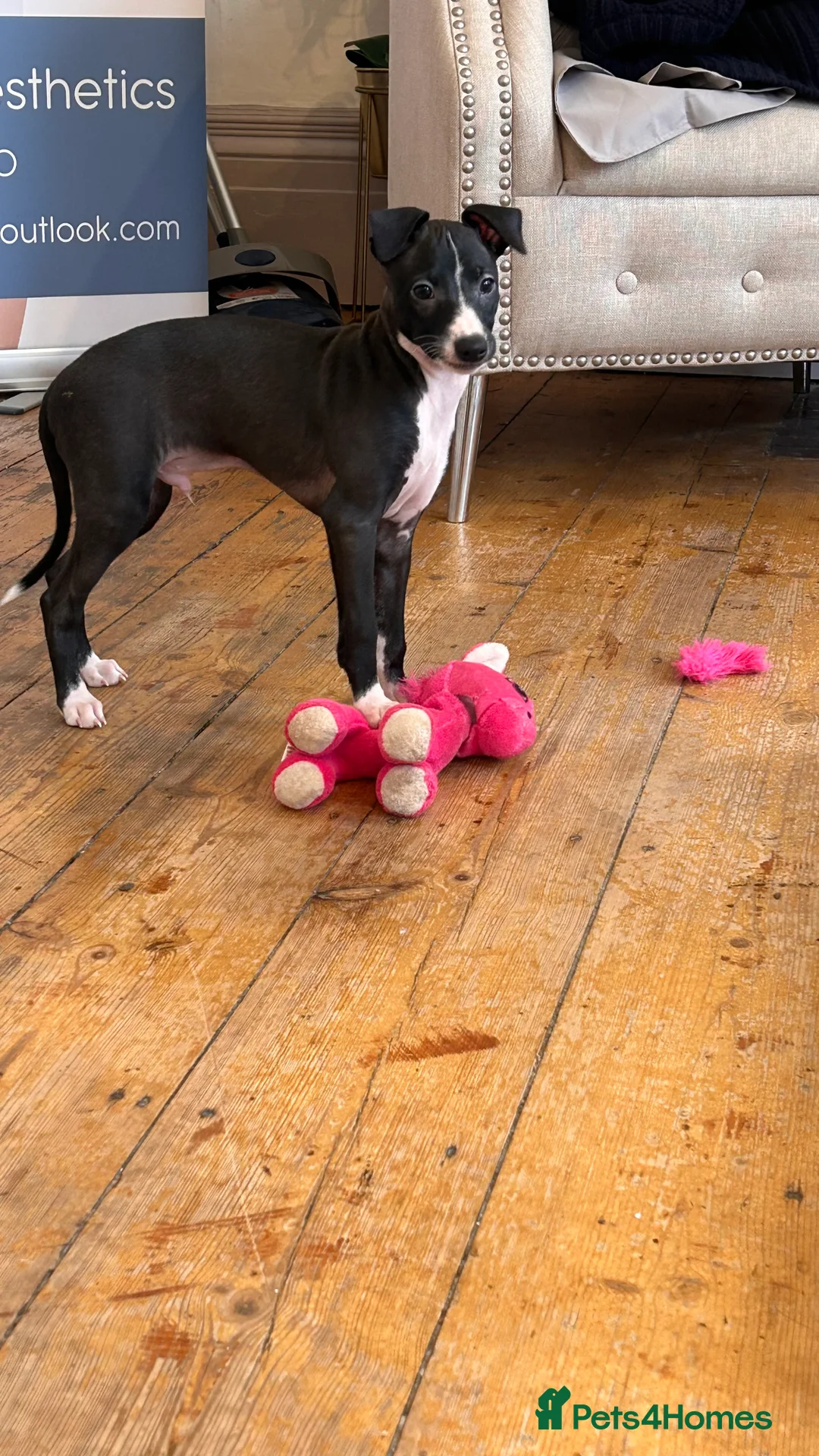 Italian Greyhound dogs for sale: 2 beautiful boy Iggys looking for their new home - Advert 17