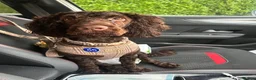 Cockapoo dogs for stud: Chocolate cockapoo for stud - Advert 6