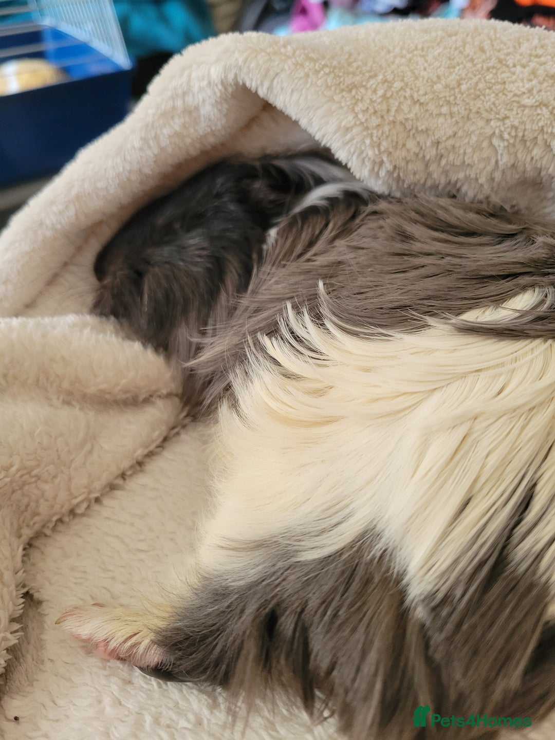 Guinea Pig rodents for sale: 4 mnth old male GPig with Cage, Food & Bedding - Advert 5
