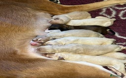 Saluki dogs for sale: Beautiful Saluki  - Image 9