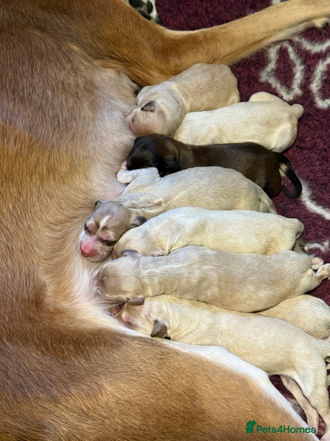 Saluki dogs for sale: Beautiful Saluki  - Image 9
