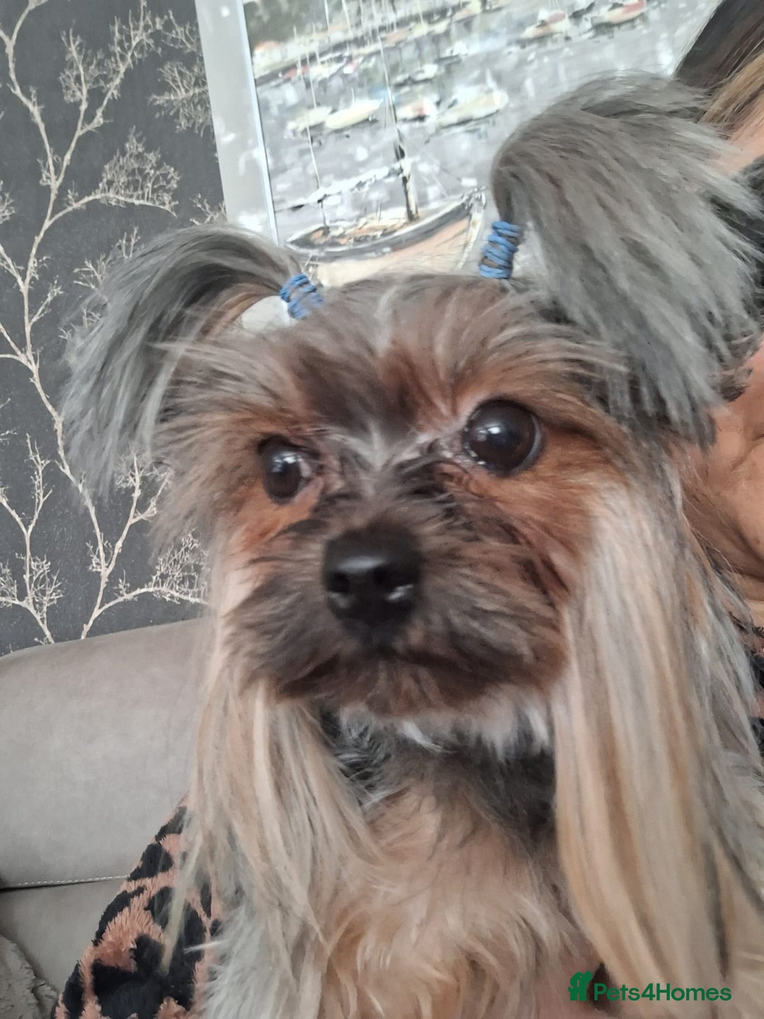 Yorkshire Terrier dogs for sale: Male yorkie pup - Advert 7