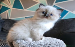 Ragdoll cats for sale: 5 Adorable Ragdoll Kittens - Ready now ✨️ in Billericay - Image 18