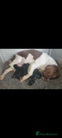Sprocker dogs - Advert 11