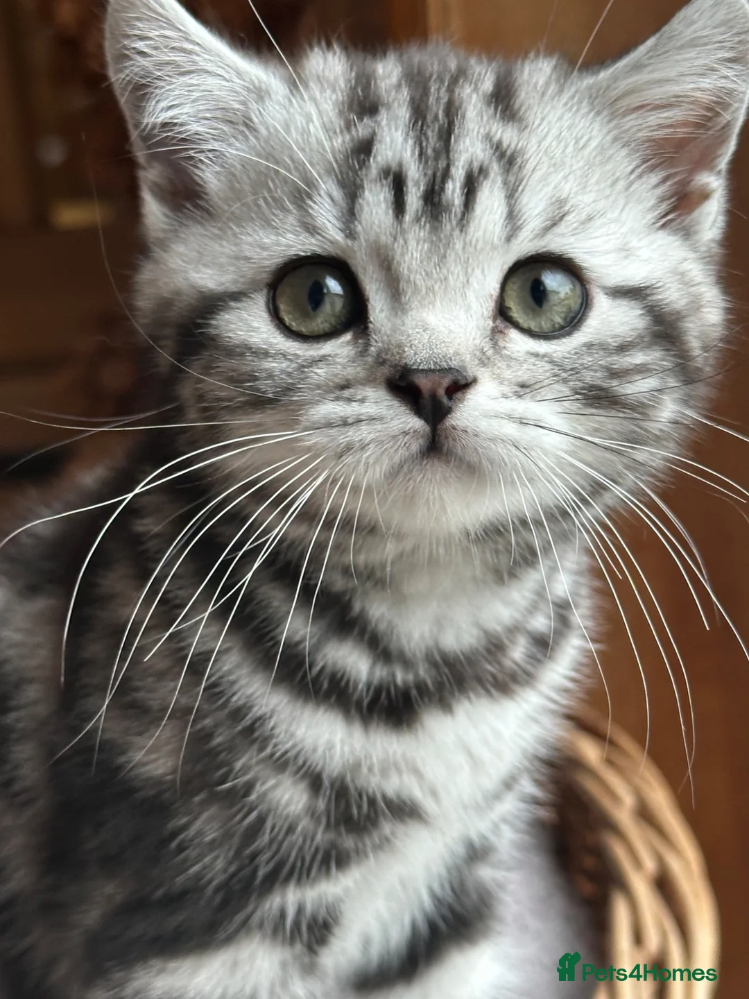 British Shorthair cats for sale: British Shorthair Silver Tabby Girl **ready now*** - Advert 2