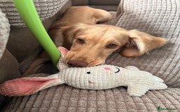 Sprocker dogs for sale: Sprocker spaniel 5 months old  - Image 7