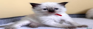 Ragdoll Kitten 4
