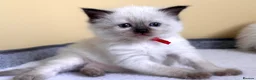 Ragdoll cats for sale: DNA Clear Blue Eyed Seal & Blue Point Ragdolls - Advert 4