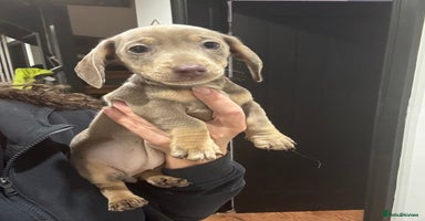 Miniature Dachshund dogs - Advert 4